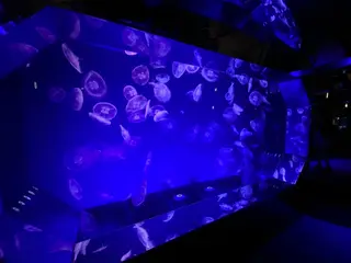 名古屋港水族館