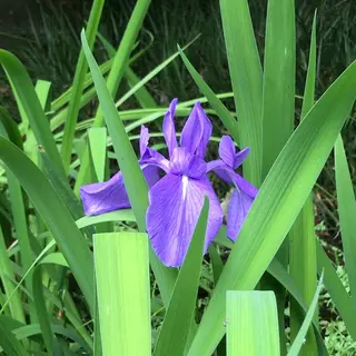 泉谷公園