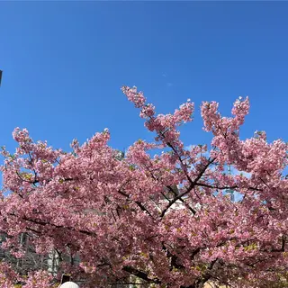 錦糸公園の河津桜