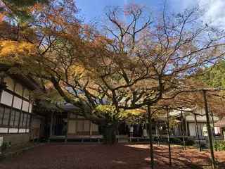 大悲王院の楓