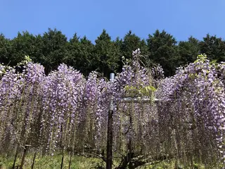 白毫寺