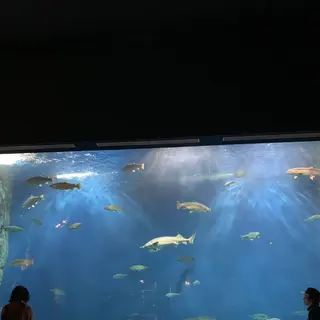 サケのふるさと 千歳水族館