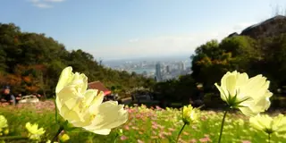 草花と香りのテーマパーク♡癒しのハーブガーデン♡神戸布引ハーブ園へ