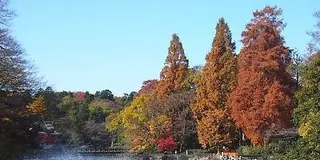 紅葉を満喫♪武蔵野散歩