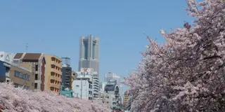 桜もお酒も食事も楽しみたい！横浜・大岡川沿いのお花見プラン