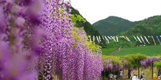 竹田城跡近辺にある山陰一の藤の花が咲く公園