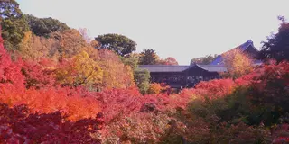 狭～く深～く♪紅葉を楽しむ京都、東福寺