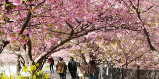 河津桜のトンネルと菜の花・温泉を満喫