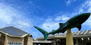 沖縄🌺水族館！北部の美ら海・南部のかりゆしを比較してみました🐬（周辺グルメ情報あり！）