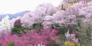【花見山・飯坂温泉】花と温泉の旅(日帰り)