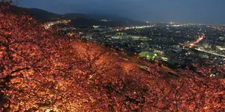 早咲きの桜と夜景のコラボ。神奈川ローカルドライブ