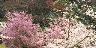 いろんな桜の品種がある桜華園と1000匹のこいのぼりと桜を観賞