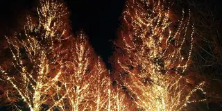 冬の夜に京都デート