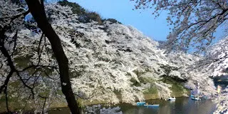 東京も桜が開花！　美しい桜のお薦めスポットをいっぱいまとめました。