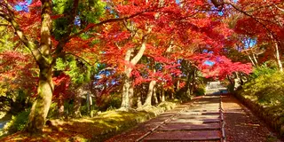 【京都】紅葉をめぐる旅 。2020ver