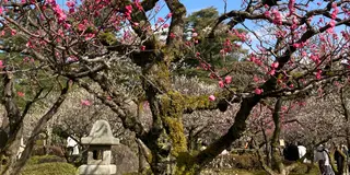 金沢で梅を見て、能登で温泉に入る旅