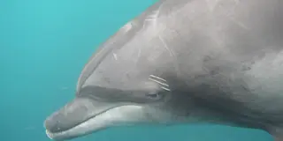 野生のイルカと一緒に泳ぐドルフィンスイム／利島