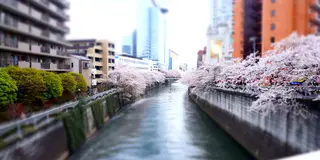 目黒川、桜の季節