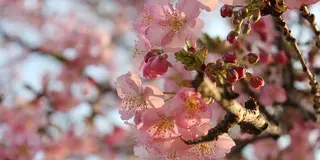 河津桜がかわいい♡井の頭公園でお花見&フォトジェニックなスイーツを楽しむ
