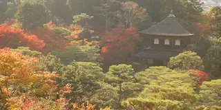 京都の紅葉と言えば！そうだ　銀閣寺、行こう。