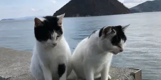 【香川県】『猫の島』佐柳島で過ごす癒しのスローライフ旅🐈