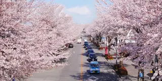北関東　春のお花スポット10選