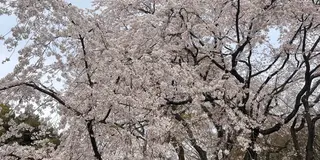 六義園の枝垂れ桜を見に行こう！
