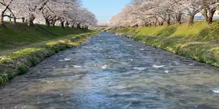 【富山県】あさひ舟川で「春の四重奏」を満喫してきたよ🌸