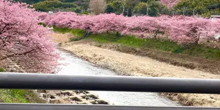 河津桜〜熱海🌸電車旅♪行程表有り