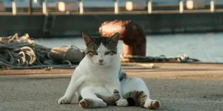 石巻から猫の島「田代島」へ！🐈