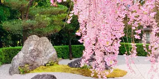 🌸京都 "きぬかけの路"桜回廊