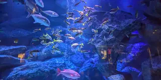 すみだ水族館とランチ★天候左右されない快適ぶらり旅