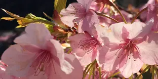 河津桜🌸満開