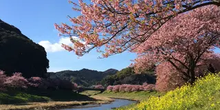 河津桜と菜の花のコントラストが美しい！「みなみの桜と菜の花まつり」