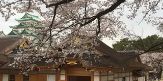 ✨名古屋の美しい桜
