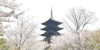 桜の京都🌸駆け足旅。