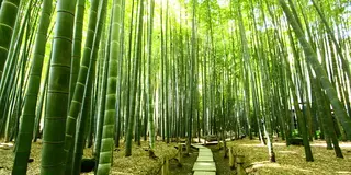 鎌倉満喫プラン