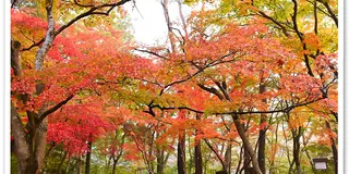 秋の紅葉デート。長瀞ライトアップ紅葉まつりと長瀞散策を満喫。