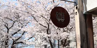 お花見のお供にはコーヒーを！☕️人気No.1桜スポット【中目黒】でお花見カフェ巡り🌸