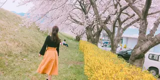 春の絶景といえば…桜並木🌸 in Nagano
