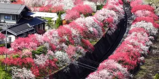 長野花桃の里