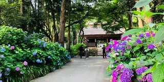 広島からぶらり紫陽花見物＋寄り道神社(下道ドライブ)