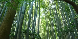 冬の鎌倉 冬牡丹と竹林&金運上昇祈願初詣！