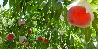 【山梨】桃🍑と信玄餅とほうとう🫕を食べて絶景を楽しむ日帰り旅🚗