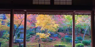 【京都】紅葉をめぐる旅。2019ver
