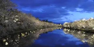 桜の名所は日本全国数あれど　夜桜の美しさと　お岩木山とのコラボは絶景