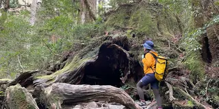 【屋久島】世界遺産の森を歩く！縄文杉🌳日帰りトレッキング・荒川コース