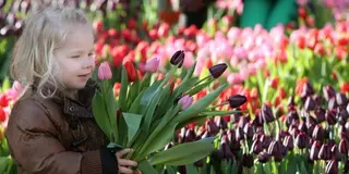 チューリップの国で春の花を楽しむ旅