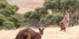 オーストラリアのガラパゴス「カンガルー島」で圧倒的な大自然に出会う1泊2日