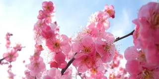 梅は咲いたか桜はまだかいな！安八の百梅園